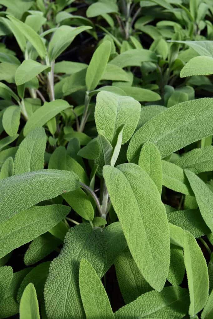 Salvia officinalis ---